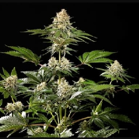 Sunset Sherbet Go Fast > Kannabia Seeds